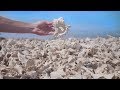 This Island In The Red Sea Is Covered in Shells?? | SAUDI ARABIA This Island In The Red Sea Is Covered in Shells?? | SAUDI ARABIA