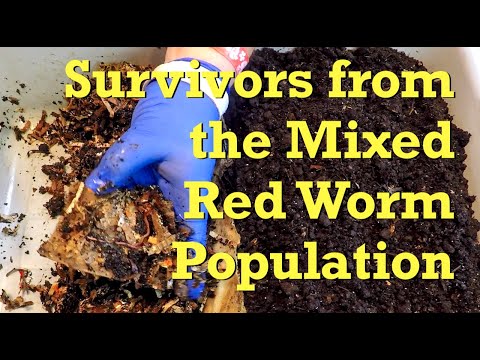 Check on distressed mixed red worms moved out of VermiBag Tote last week - vermicompost