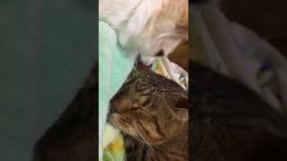 ねこいぬ