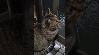 またまた外に出たいらしいので、少し開けるね。 #猫 #shorts
