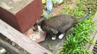 Download the video "Cute dogs feeding#dog #animals #pets #dogfood #foryou #viralvideo "