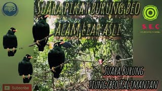 Download lagu BEO SUARA ASLI UNTUK MIKAT//Suara pikat burung tiung( beo) Kalimantan mp3