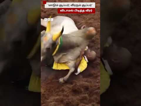 வீரருடன் சரிக்கு சமமாக மல்லுக்கட்டிய காளை