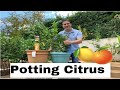 How To Grow Citrus In Containers | Lesson 1 of 4 | UP-POTTING