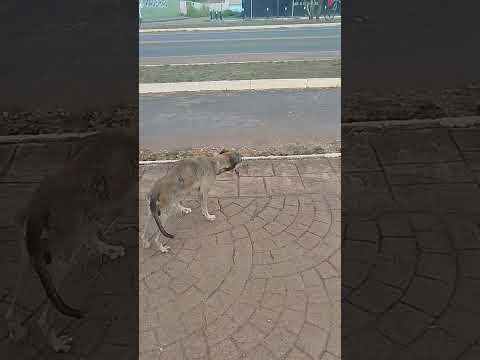 Um pitoco em situação de calamidade pública em Conceição do Araguaia