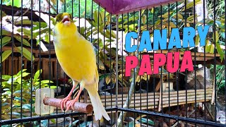 Download lagu Your canary will soon be singing - meet Mr. Six! - Canary Training Song mp3 Download lagu Your canary will soon be singing - meet Mr. Six! - Canary Training Song mp3