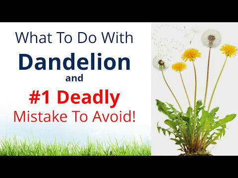 , title : 'What to do with Dandelion & #1 Deadly Mistake to Avoid!
