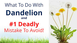 What to do with Dandelion &amp; #1 Deadly Mistake to Avoid!