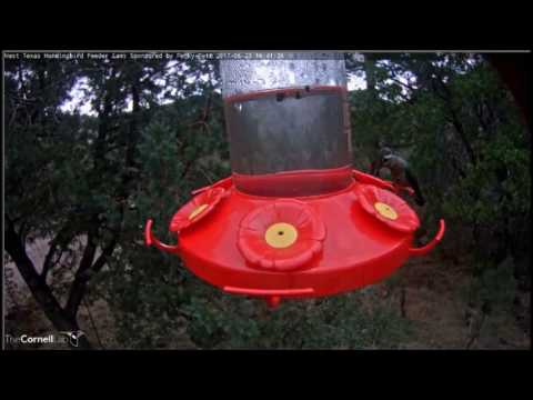 Blue-Throated Hummingbird in west Texas 6/23/17