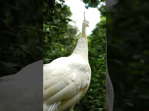 beautiful peacock walking alone.in forest #peacock #birds #nature #wildlife #animals #yt