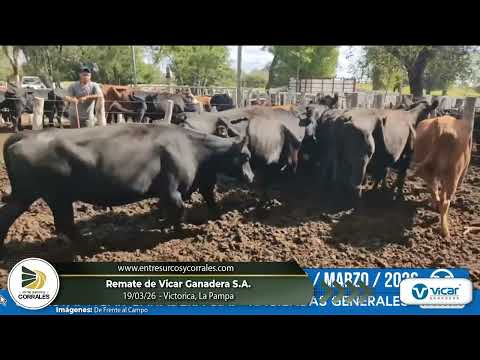 19-03-26 - Remate de Vicar Ganadera S.A.  en Victorica, La Pampa