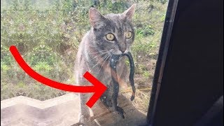 Смешные Коты достойные Оскара Смешные Кошки (Лютые приколы) - МатроскинТВ