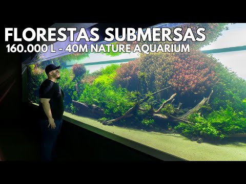 Das größte Naturaquarium der Welt - Florestas Submersas von Takashi Amano