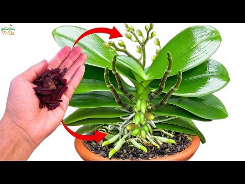 100 times stronger than B12! The weak orchid immediately bloomed 1,000 flowers