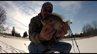 preview picture of video 'Big Bluegill Through the Ice'