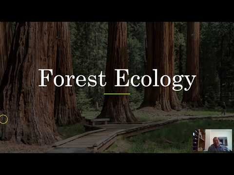 image-What is forest ecology? 