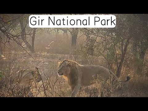 Mating of Gir Lions // Gir National Park // Travel Vlogs // Saga of Life // Episode-6