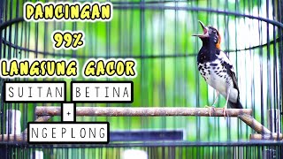 Download lagu PANCINGAN anis kembang ngeplong dan SUITAN BETINA 99% Ampuh bikin GACOR. mp3