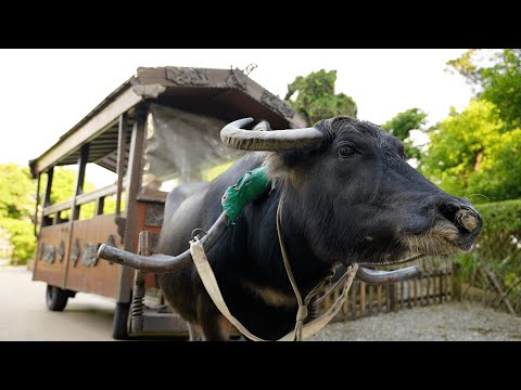 【うるまいろ】子供も大人も楽しめるテーマパーク「ビオスの丘」！園内の紹介動画_水牛車に乗る（うるま市石川）_沖縄の無料動画素材