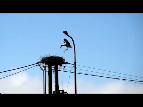 ČAPÍ RODIČE – CHVÍLE ODDECHU - STORKS PARENTS – A MOMENT OF REST.