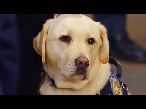 What's Next for Sully the Service Dog?