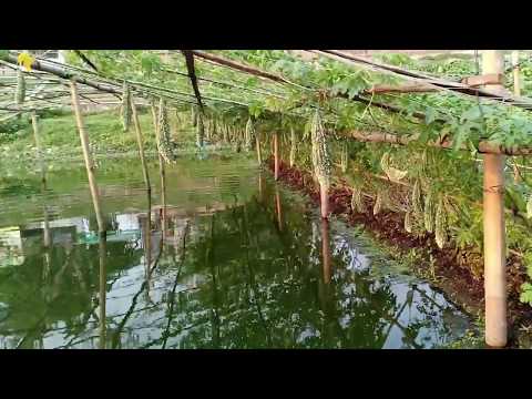 Vegetable Production on Floating Seedbed