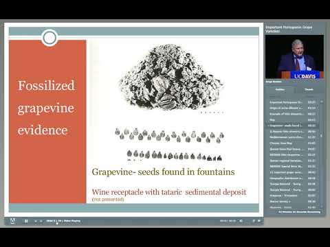 Important Portuguese Grape Varieties