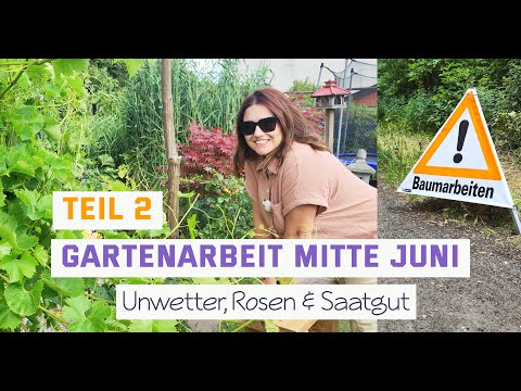 Gartenzeit im Juni - Berliner Unwetter, Rosen schneiden & Apfelwickler bekämpfen (Teil 2)