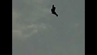 Is this even possible?......Bird stuck in mid - air