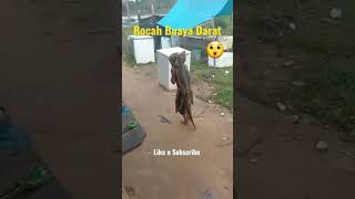 Download lagu Bocah Ajaib Viral gendong anak buaya #viral #buaya #shorts mp3