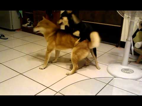 小欺大(原發表者:毛豆姐)(影片)