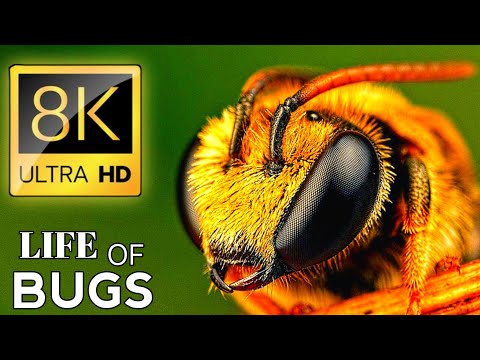 THE LIFE OF BUGS 8K ULTRA HD