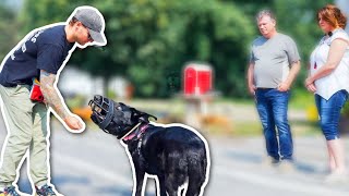 LEASH AGGRESSIVE GERMAN SHEPHERD OVER POWERS OWNER