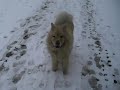 Eurasier - Eurasier Dog