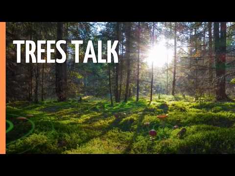 The Hidden Language of Trees: How Forests Secretly Communicate | Full Documentary