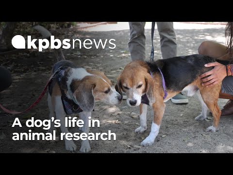 Used, reused or euthanized: A dog’s life in animal research