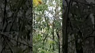 Download lagu pikat sogok ontong#pikatsogon#pikatburung#sogongacor# mp3 Download lagu pikat sogok ontong#pikatsogon#pikatburung#sogongacor# mp3