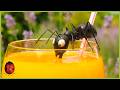 Ant On The Rocks Minuscule 10 Compilation