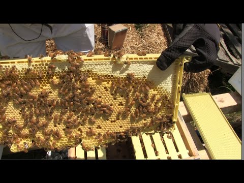 Week 3 checkup on the Bees ~ All Hail the Queen!