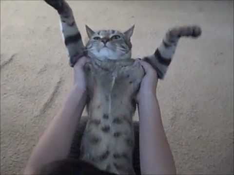 CAT DANCING TO ON THE FLOOR BY JENNIFER LOPEZ!
