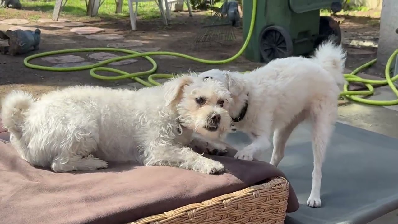 Enlarge Freddie, a ADOPTABLE mixed breed in Santa Monica, CA video 6/6