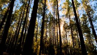 Jess Mills - Vultures (MJ Cole Remix)