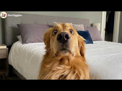 I wanted a dog… but God gave me a true stand-up comic! 😂