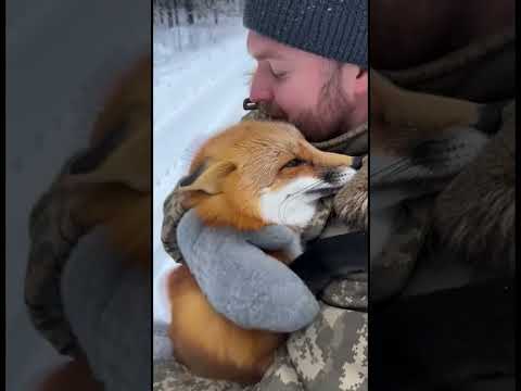 Она узнала его… 🦊❄️