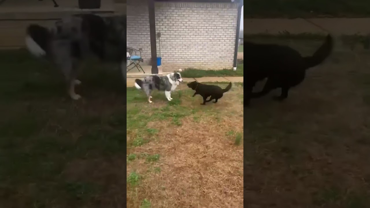 Jazzy, a ADOPTABLE mixed breed in Fishkill , NY video 6/6