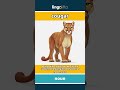 cougar - a large wild cat with brown... video thumbnail