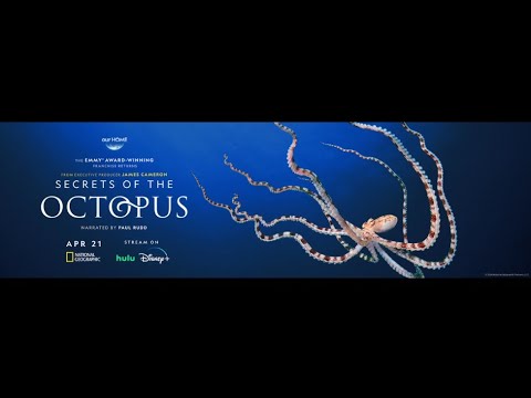 Secrets of the Octopus | Official Trailer - YouTube