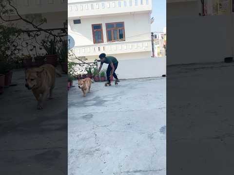 Leo’s reaction on skates😂 #minivlog #shorts | Anant rastogi