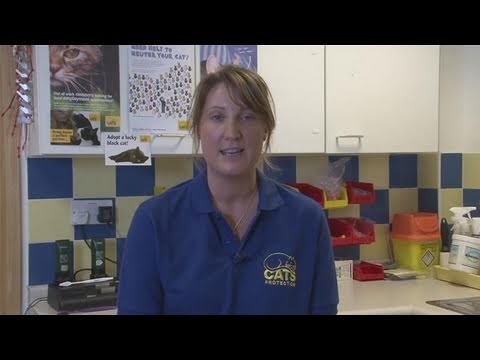 How To Find A Good Home For Feral Cats