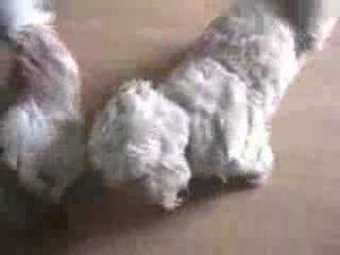 DOGS KAYA KEANNA MOLLY